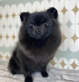 зоосалон pets like groom изображение 2 на проекте khoroshevomnevniki.ru
