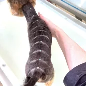 зоосалон grooming house изображение 7 на проекте khoroshevomnevniki.ru