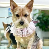 зоосалон grooming house изображение 3 на проекте khoroshevomnevniki.ru