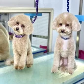 зоосалон grooming house изображение 5 на проекте khoroshevomnevniki.ru